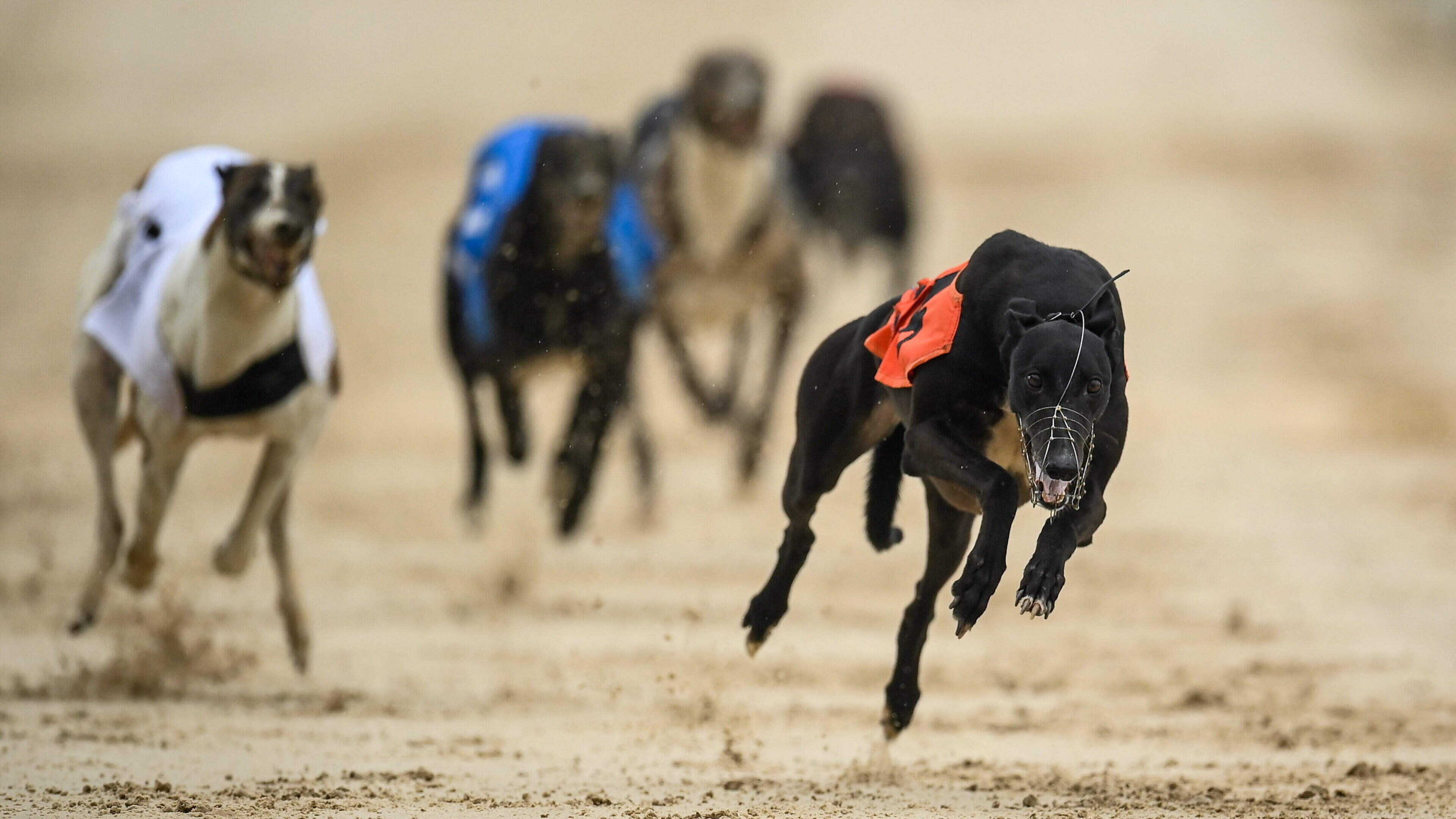 Blue Steel the quickest as Unraced Stake starts at Enniscorthy greyhound stadium
